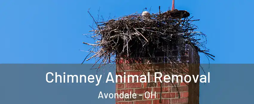 Chimney Animal Removal Avondale - OH