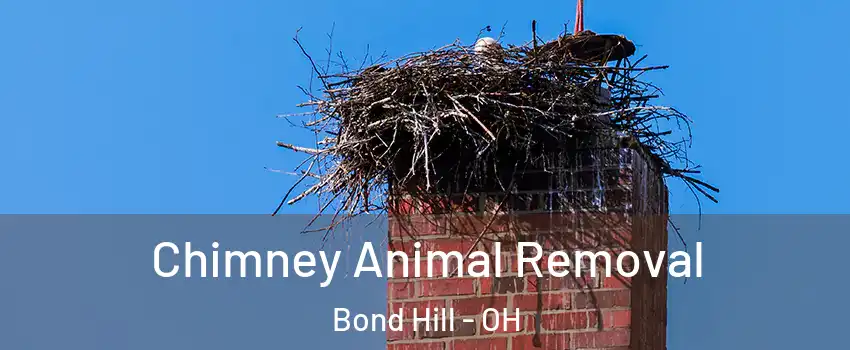 Chimney Animal Removal Bond Hill - OH