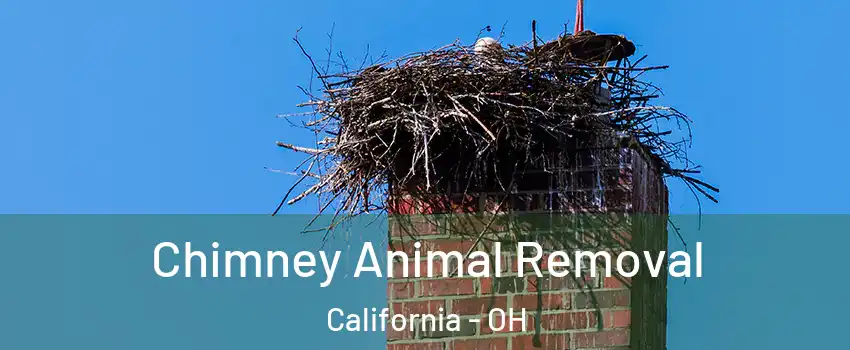 Chimney Animal Removal California - OH