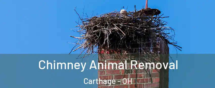 Chimney Animal Removal Carthage - OH