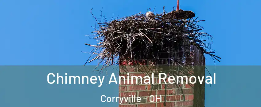 Chimney Animal Removal Corryville - OH