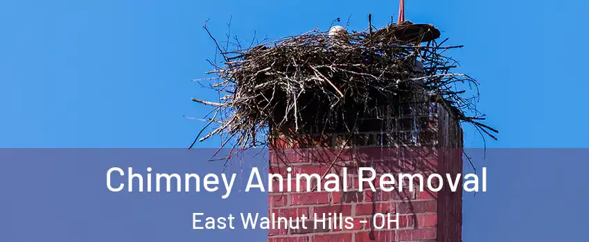 Chimney Animal Removal East Walnut Hills - OH