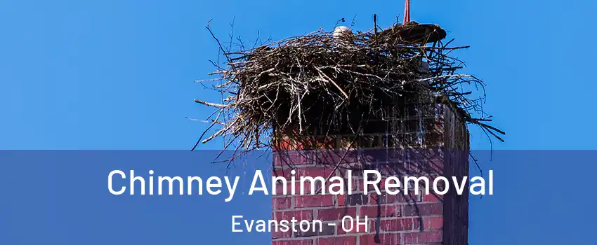 Chimney Animal Removal Evanston - OH