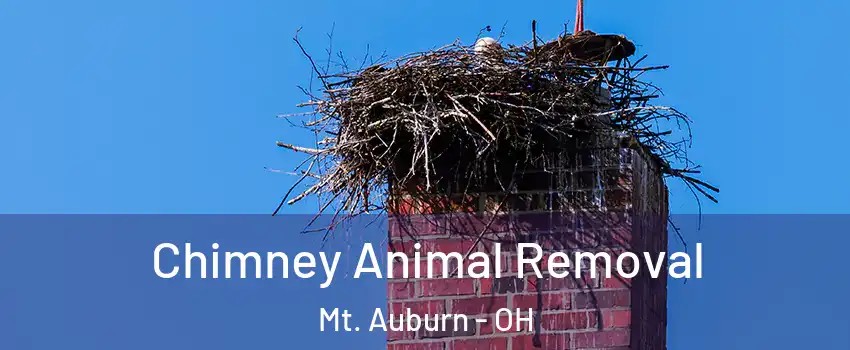 Chimney Animal Removal Mt. Auburn - OH