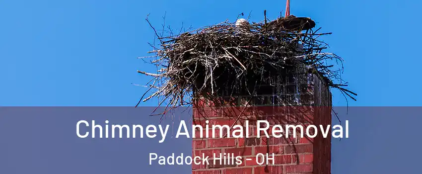 Chimney Animal Removal Paddock Hills - OH