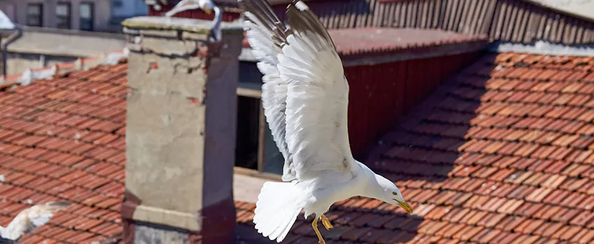 Residential Chimney Animal Removal Solution in Sayler Park, OH